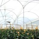 Agtec Premium EVA Greenhouse Film, 4 year 6mil, Infrared Anti-Condensation (Choose Size)