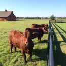 Black PVC Ranch Fence for Cows